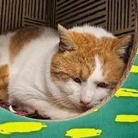 An adult medium-sized male Domestic Short Hair cat named Mochi for adoption in Ashtabula, OH