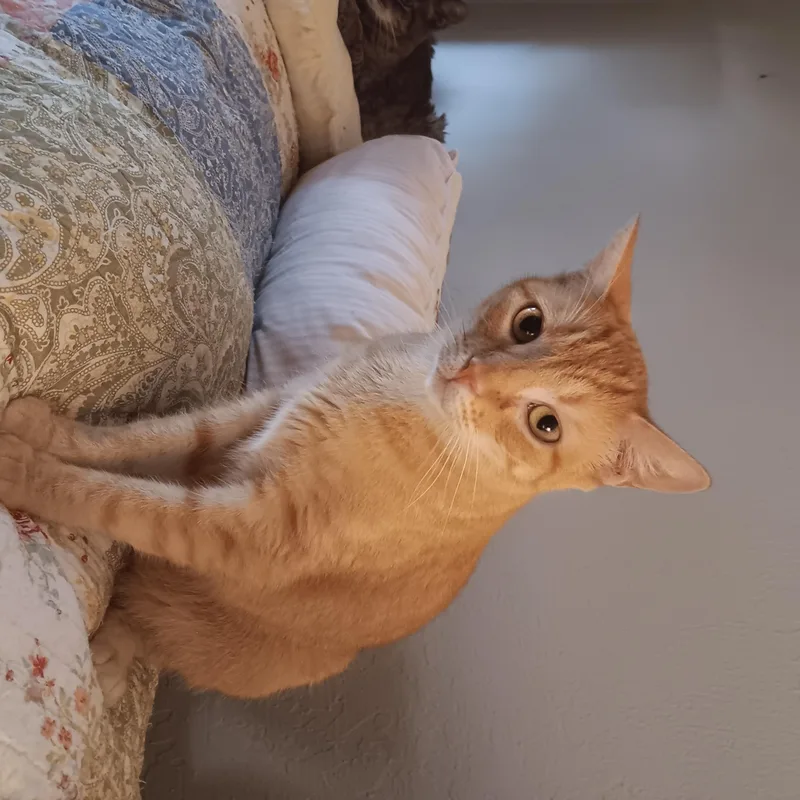 An adult medium-sized female Domestic Short Hair cat named Abigail for adoption in Antioch, CA
