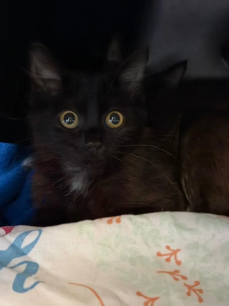 Niro