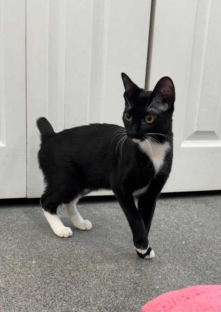 A baby small-sized female Domestic Short Hair cat named Marley for adoption in Lunenburg, VT