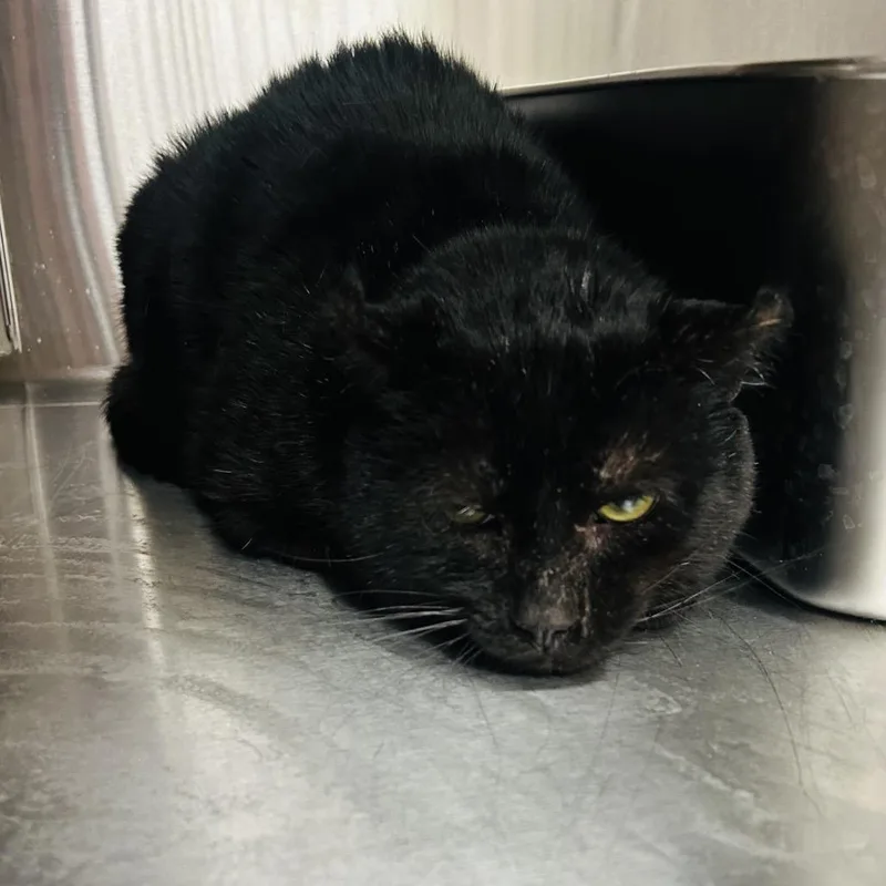 An adult large-sized male Black Domestic Short Hair cat named Felix for adoption in East Smithfield , PA