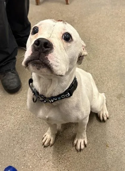 A young medium-sized male White / Cream Boxer dog named Ace for adoption in Cleveland, OH