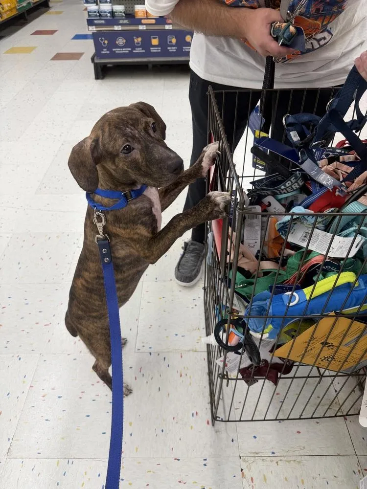 A baby medium-sized female Brindle Hound dog named Rhonda for adoption in Valley Stream, NY