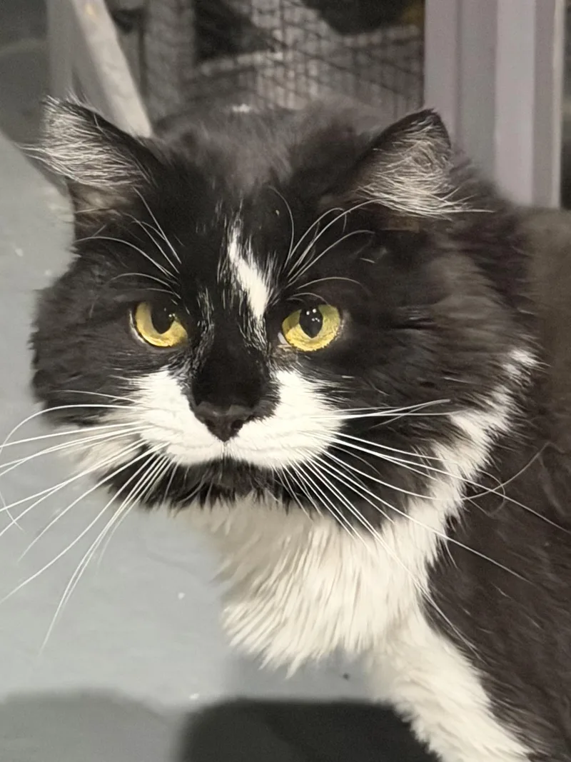 A young medium-sized female Black & White / Tuxedo Domestic Medium Hair cat named Suzie Nugget for adoption in Stewartsville, NJ