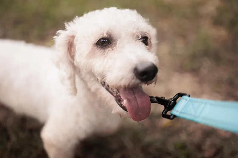 Aster  Transport thumbnail 2