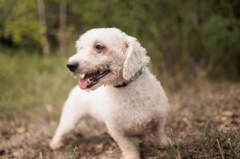 Aster  Transport thumbnail 4