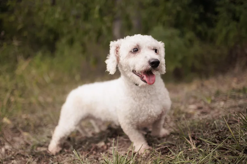 Aster  Transport thumbnail 5