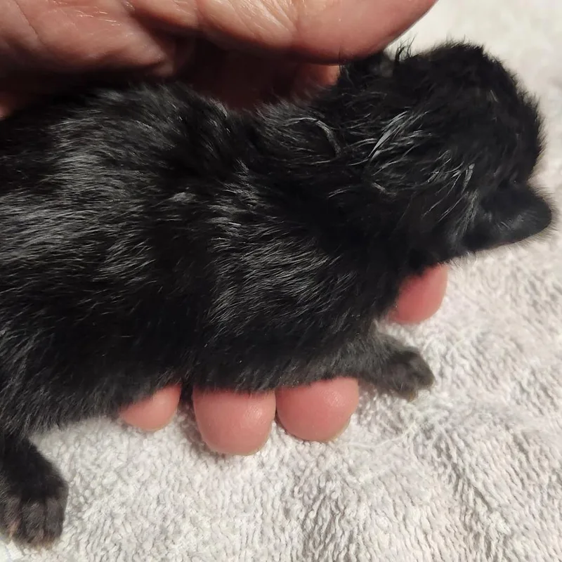 A baby small-sized male Black Domestic Long Hair cat named B Corduroy for adoption in Arizona City, AZ