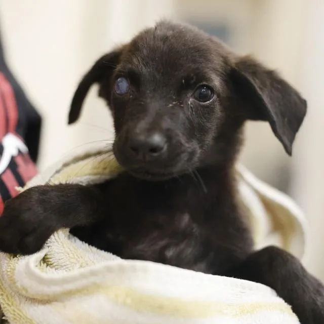 A baby small-sized female Plott Hound dog named Wendy for adoption in San Antonio, TX