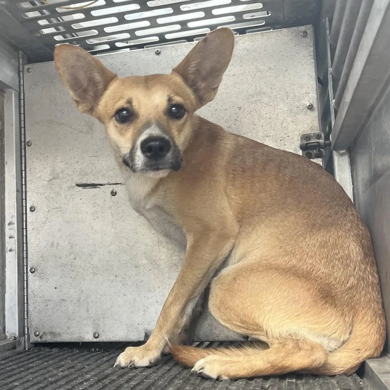 A young small-sized male Brown / Chocolate Terrier dog named Judo for adoption in Edinburg, TX