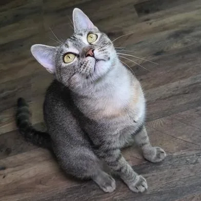 A young medium-sized female Tabby (Brown / Chocolate) Domestic Short Hair cat named Peanut for adoption in Liverpool, TX