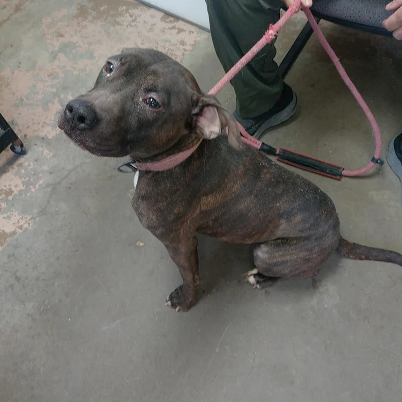 An adult medium-sized female Brindle American Staffordshire Terrier dog named 26-114 for adoption in Carrollton, OH