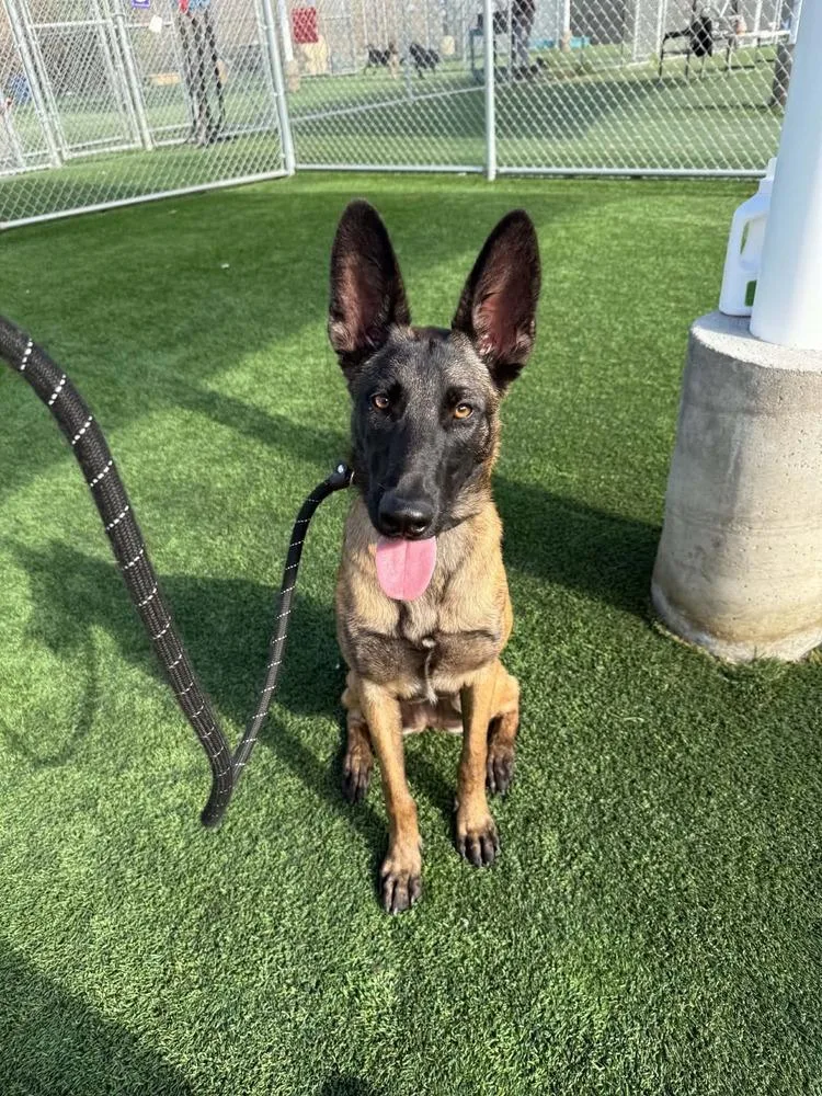 A baby medium-sized female Belgian Shepherd / Malinois dog named Rylie Located in for adoption in BELLINGHAM, WA