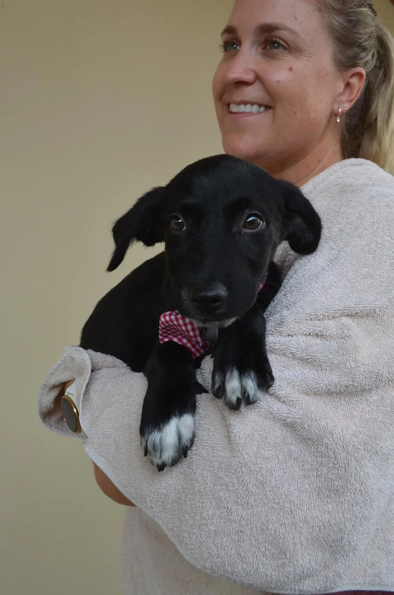 A baby small-sized male Labrador Retriever dog named Huey for adoption in McKinney, TX