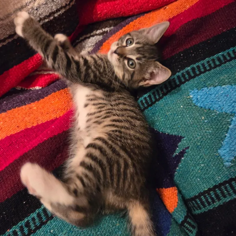 A baby small-sized female Brown / Chocolate Domestic Short Hair cat named Olivia for adoption in Pasadena, CA