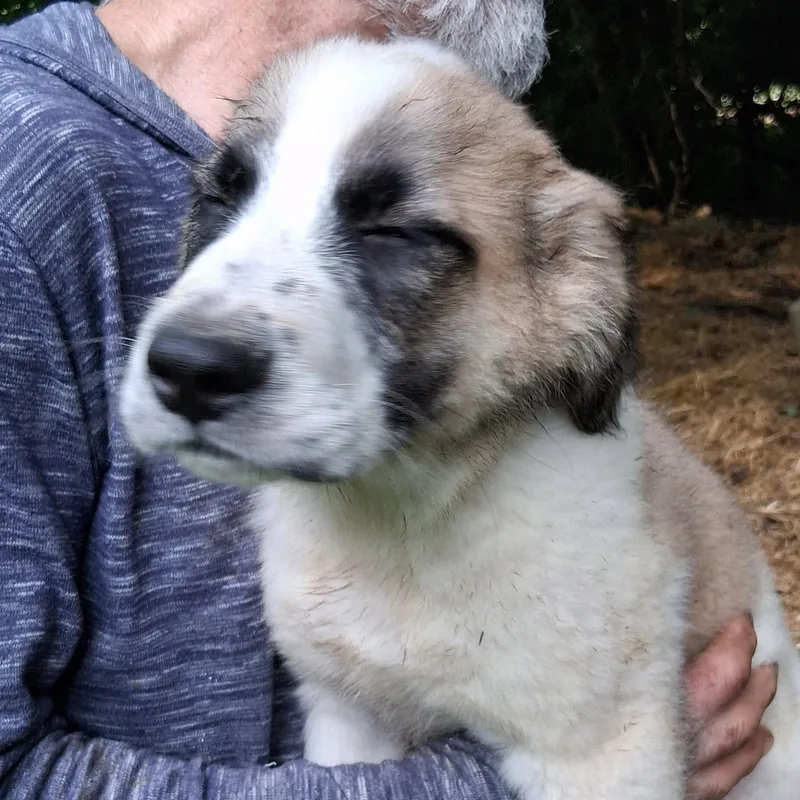 A baby medium-sized male Tricolor (Brown, Black, & White) Labrador Retriever dog named Puppy for adoption in North Jackson, OH