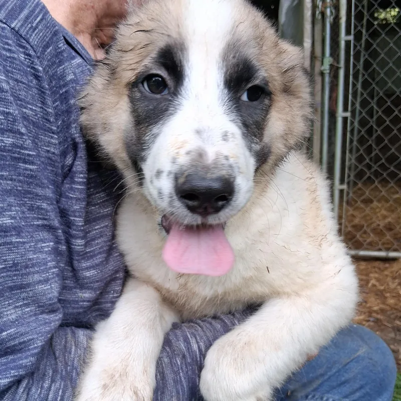 Puppy thumbnail 2