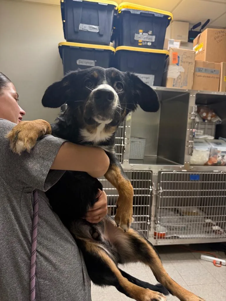 A baby medium-sized male Australian Shepherd dog named Boone for adoption in Sorrento, LA