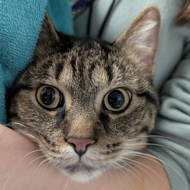 An adult large-sized male Black Domestic Short Hair cat named Chips Ahoy for adoption in West Olive, MI
