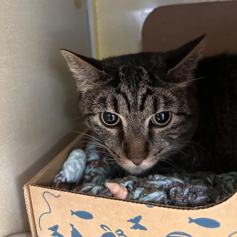 Chips Ahoy thumbnail 2