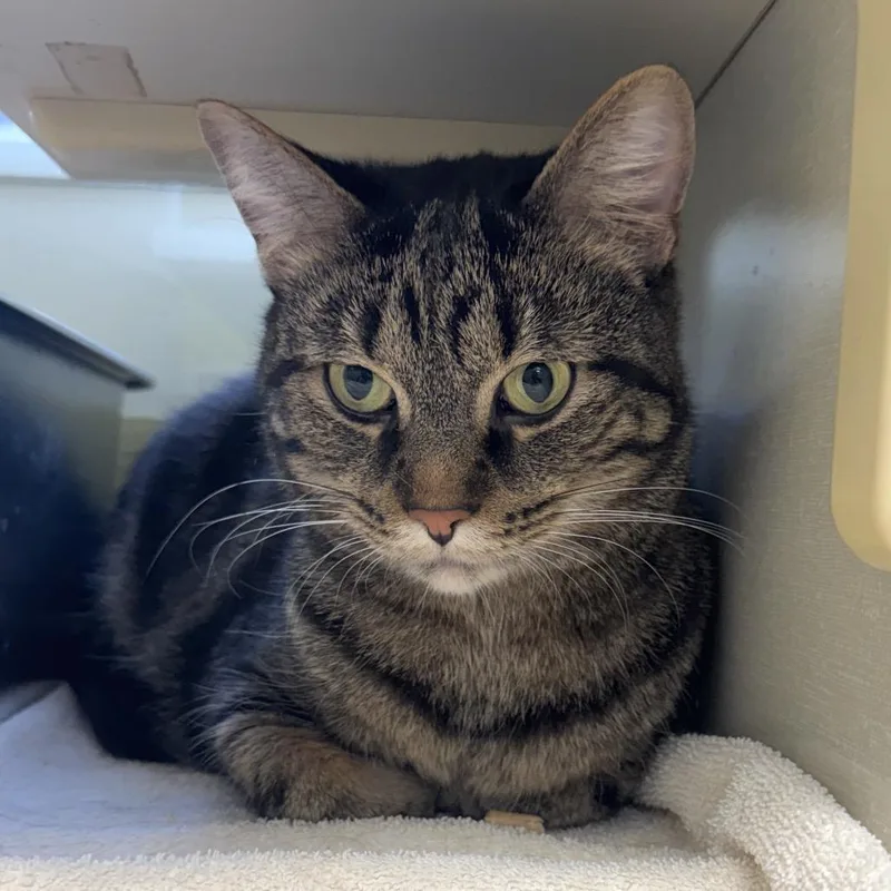 Chips Ahoy thumbnail 3