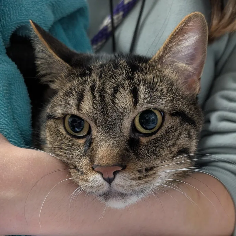 Chips Ahoy thumbnail 4