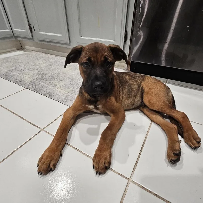 A baby small-sized male Brown / Chocolate Mixed Breed dog named Arcanine for adoption in Dickinson, TX