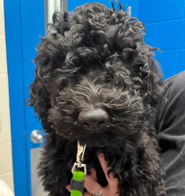 Max