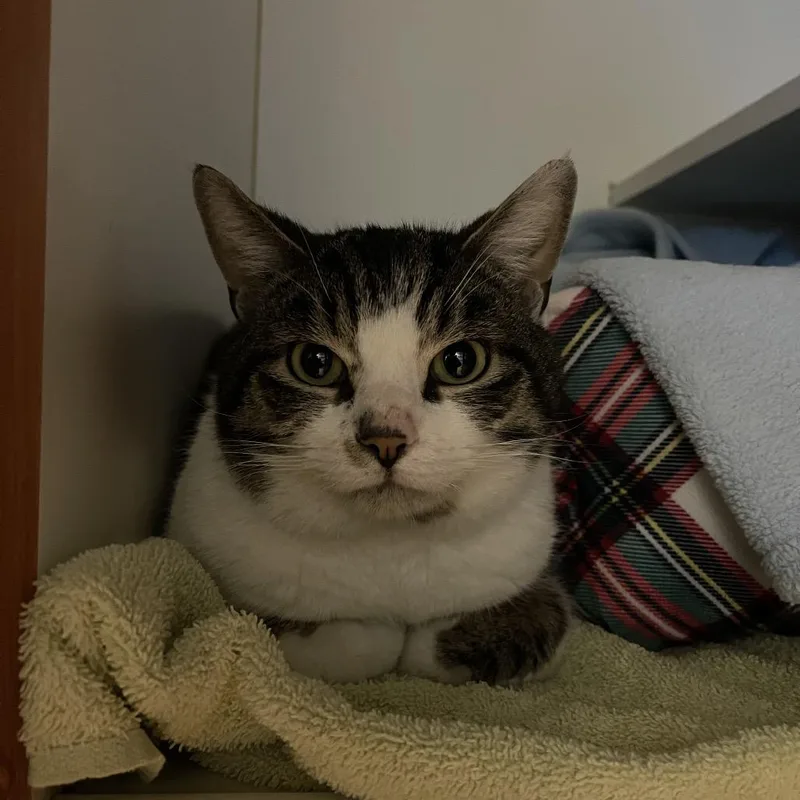 An adult medium-sized male White Domestic Short Hair cat named Smudge for adoption in Walden, NY