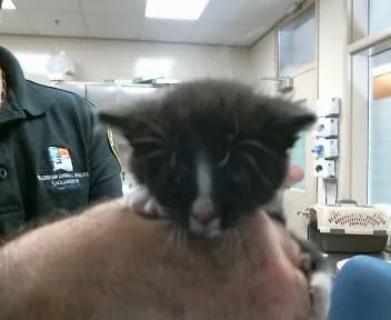 A baby small-sized female Domestic Short Hair cat named Maggie for adoption in Sacramento, CA