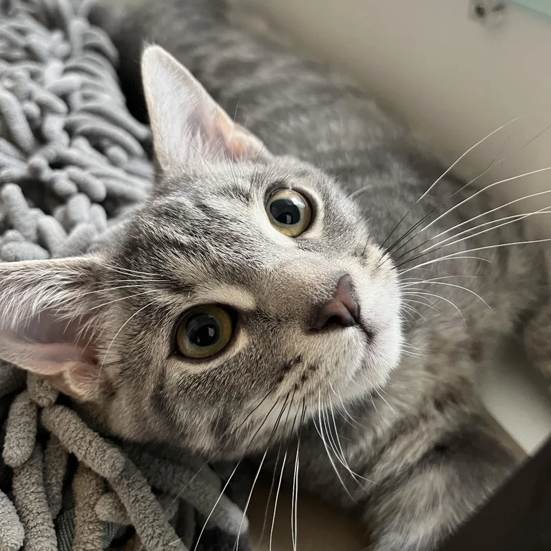 A baby small-sized male Domestic Short Hair cat named Rain for adoption in Wantagh, NY