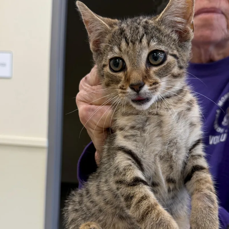 A baby small-sized male Gray / Blue / Silver Domestic Short Hair cat named Gibson for adoption in Madisonville, TN