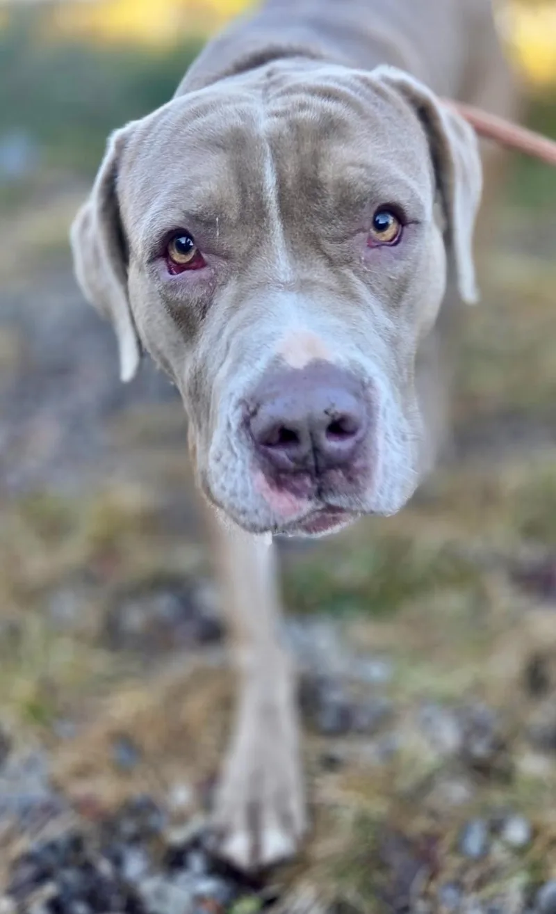 A young large-sized male Yellow / Tan / Blond / Fawn Mixed Breed dog named Burton for adoption in McKeesport, PA