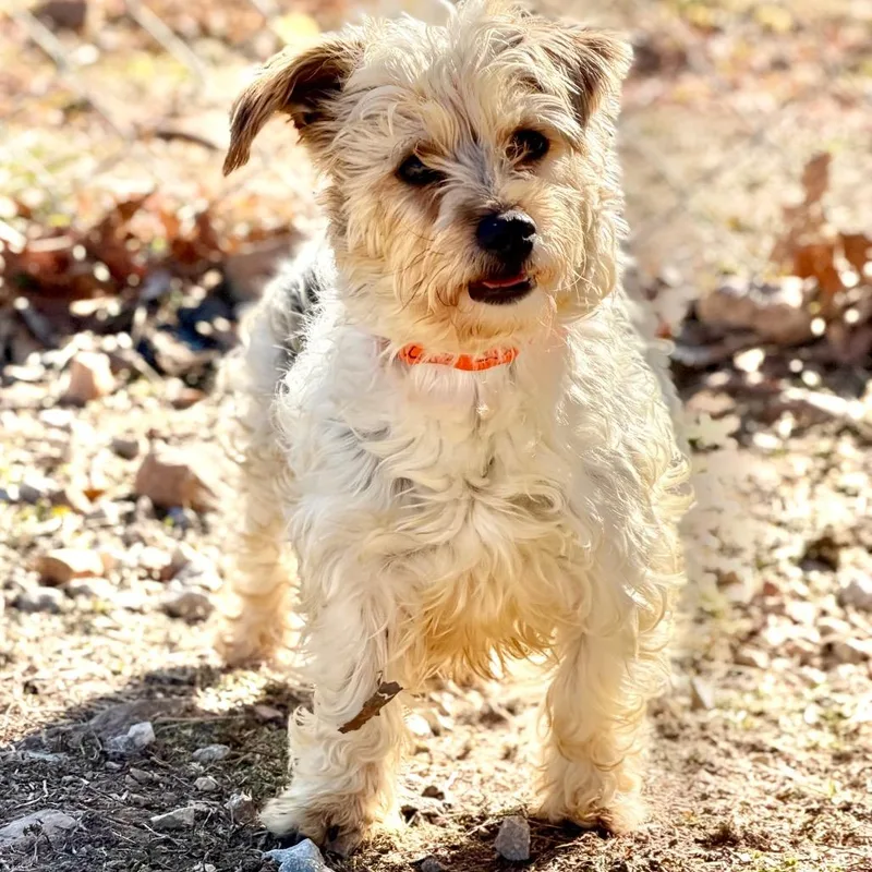 Checkers thumbnail 2