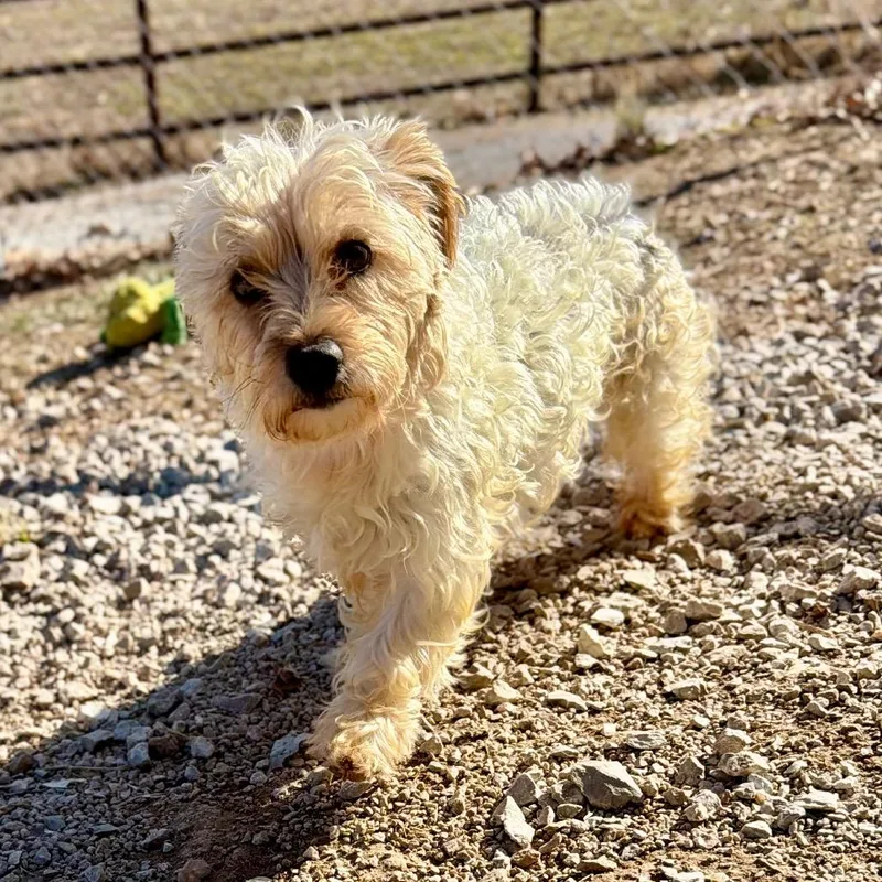 Checkers thumbnail 3