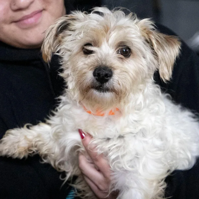 Checkers thumbnail 4