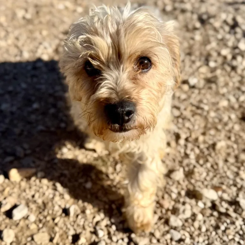 Checkers thumbnail 5