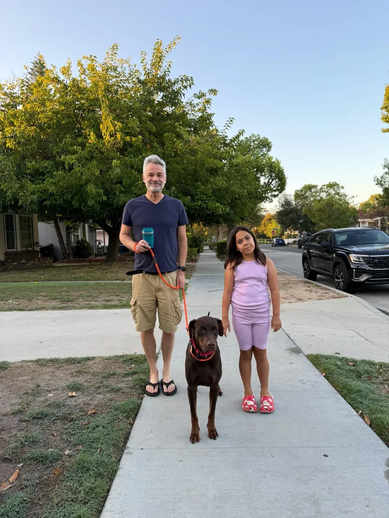 An adult large-sized female Brown / Chocolate Doberman Pinscher dog named Lily for adoption in LOS ANGELES, CA