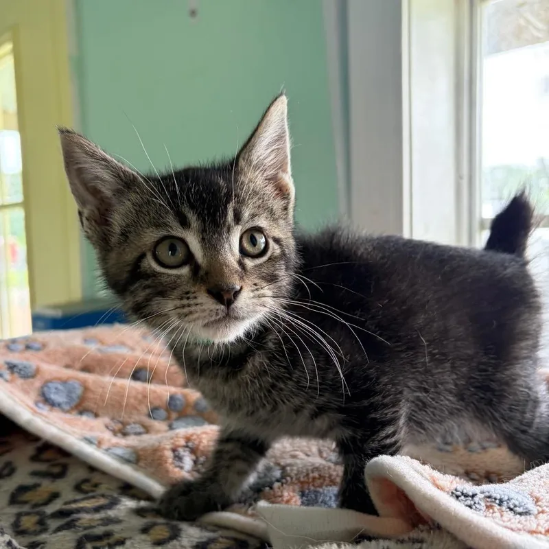 A baby small-sized male Gray / Blue / Silver Domestic Short Hair cat named Kiwi for adoption in West Point, MS