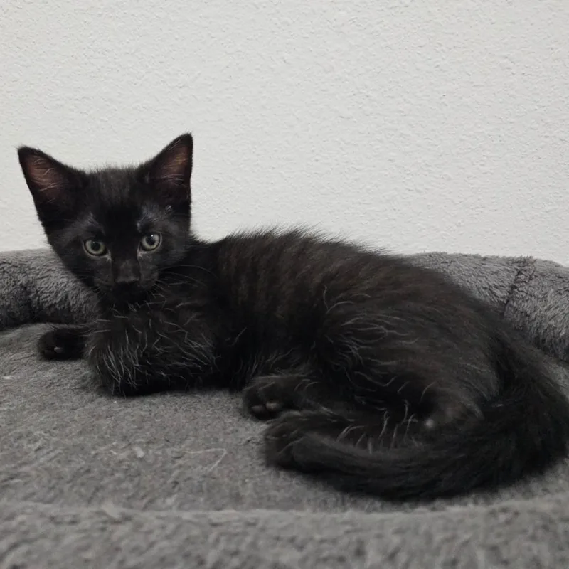 A baby small-sized male Black Domestic Short Hair cat named Luigi for adoption in Belleville, IL