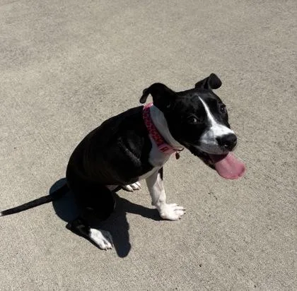 A baby small-sized female Mixed Breed dog named Lotto for adoption in Westland, MI
