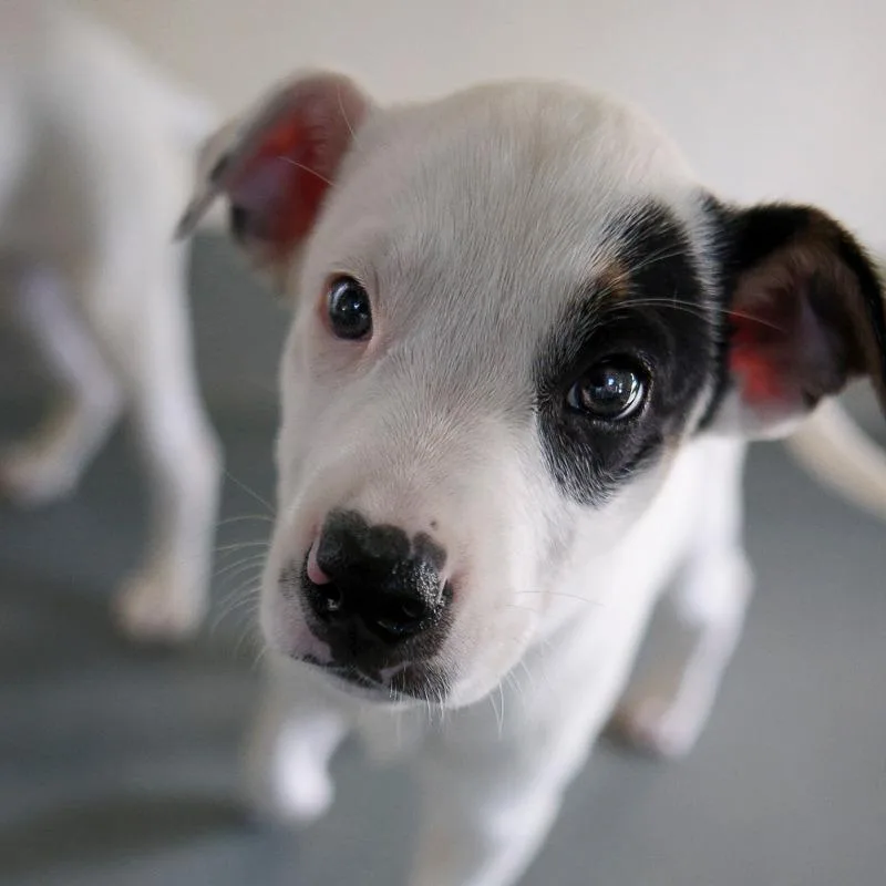 A baby medium-sized male White / Cream Australian Cattle Dog / Blue Heeler dog named Jacobi for adoption in Bradenton, FL