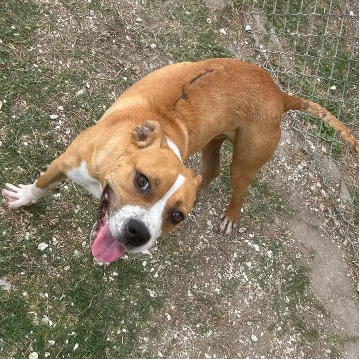 A young medium-sized male Brown / Chocolate Boxer dog named Lucky Charm for adoption in Beaumont, TX