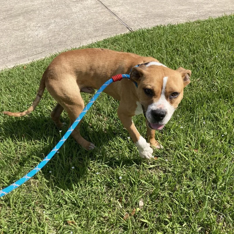 Lucky Charm thumbnail 2