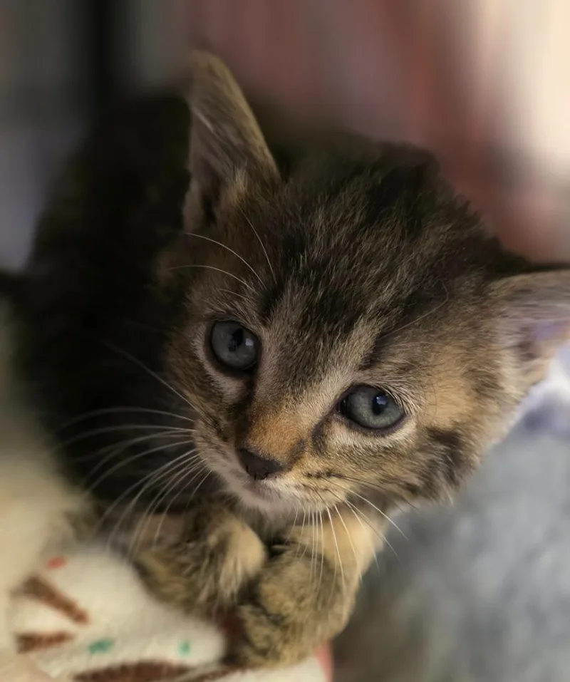 A baby medium-sized female Domestic Short Hair cat named Aggy for adoption in Saginaw, MI