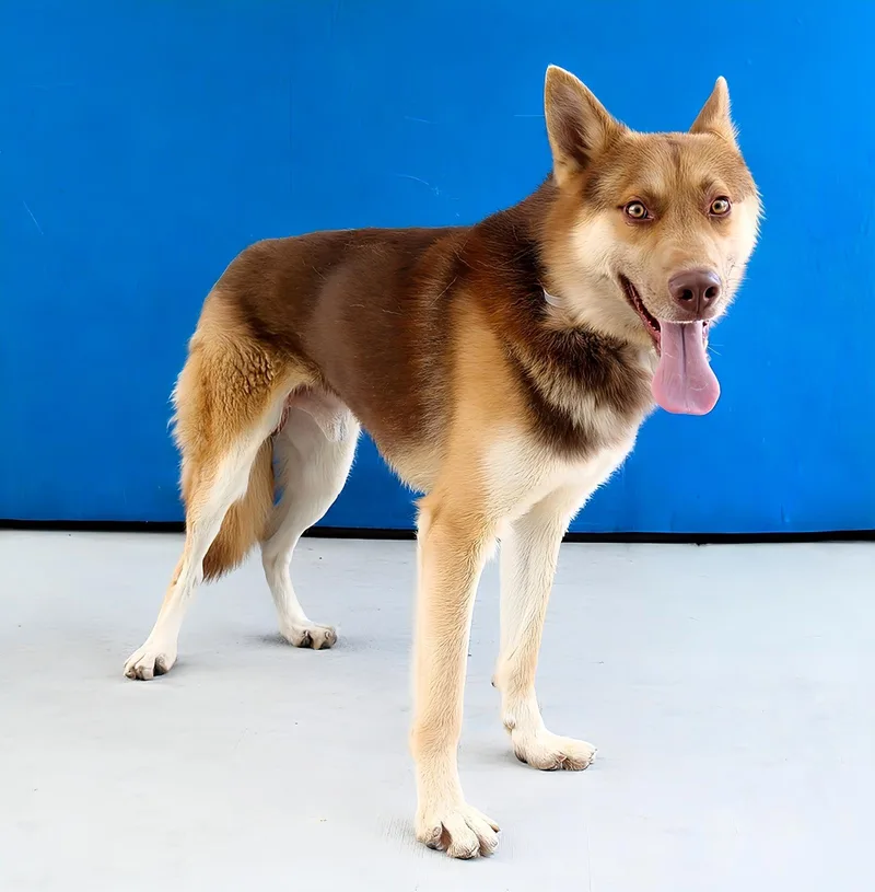 An adult medium-sized male Siberian Husky dog named Oso for adoption in Pasadena, CA