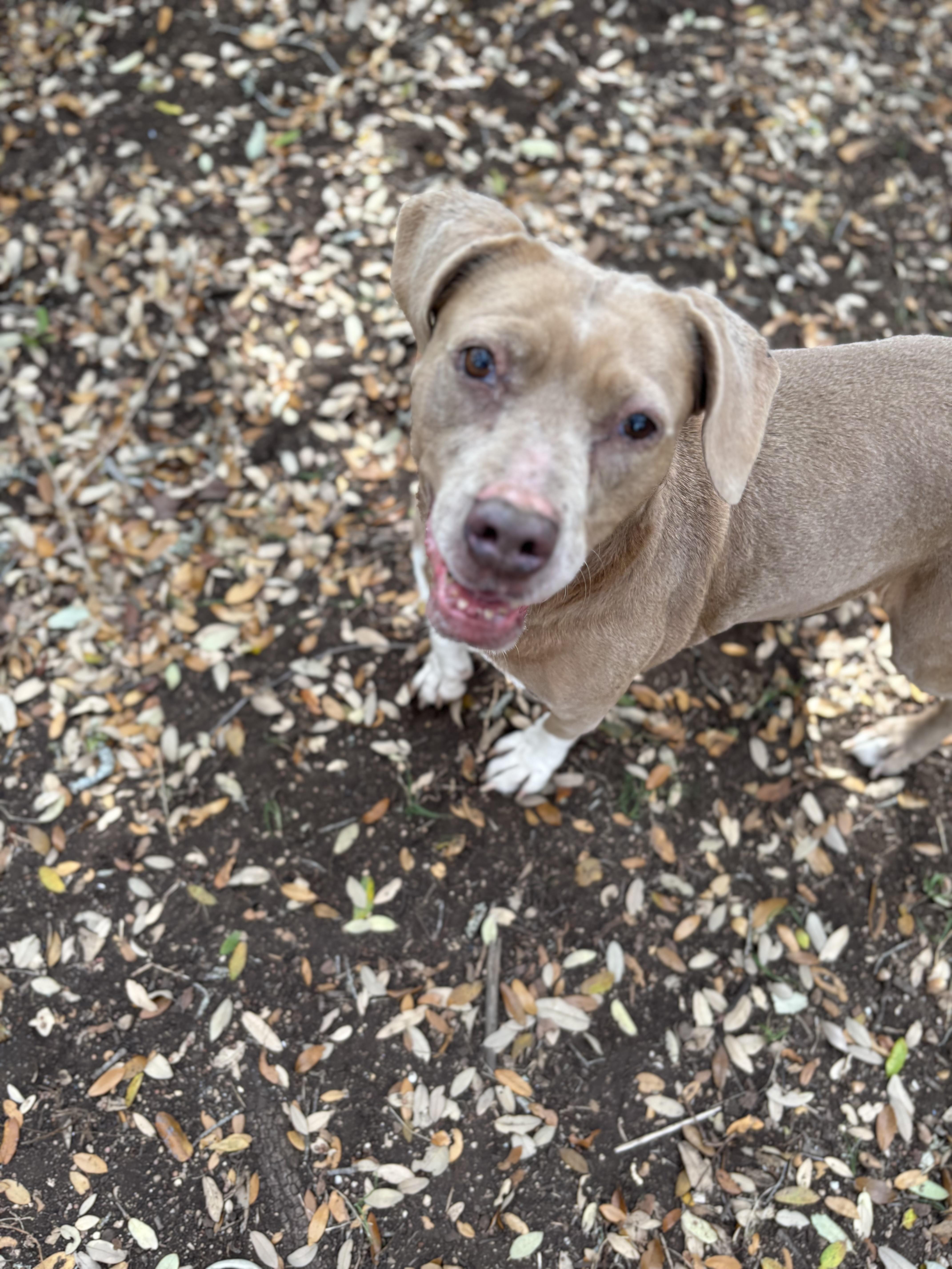 An adult medium-sized female Brown / Chocolate Mixed Breed dog named Juno for adoption in Blanco, TX