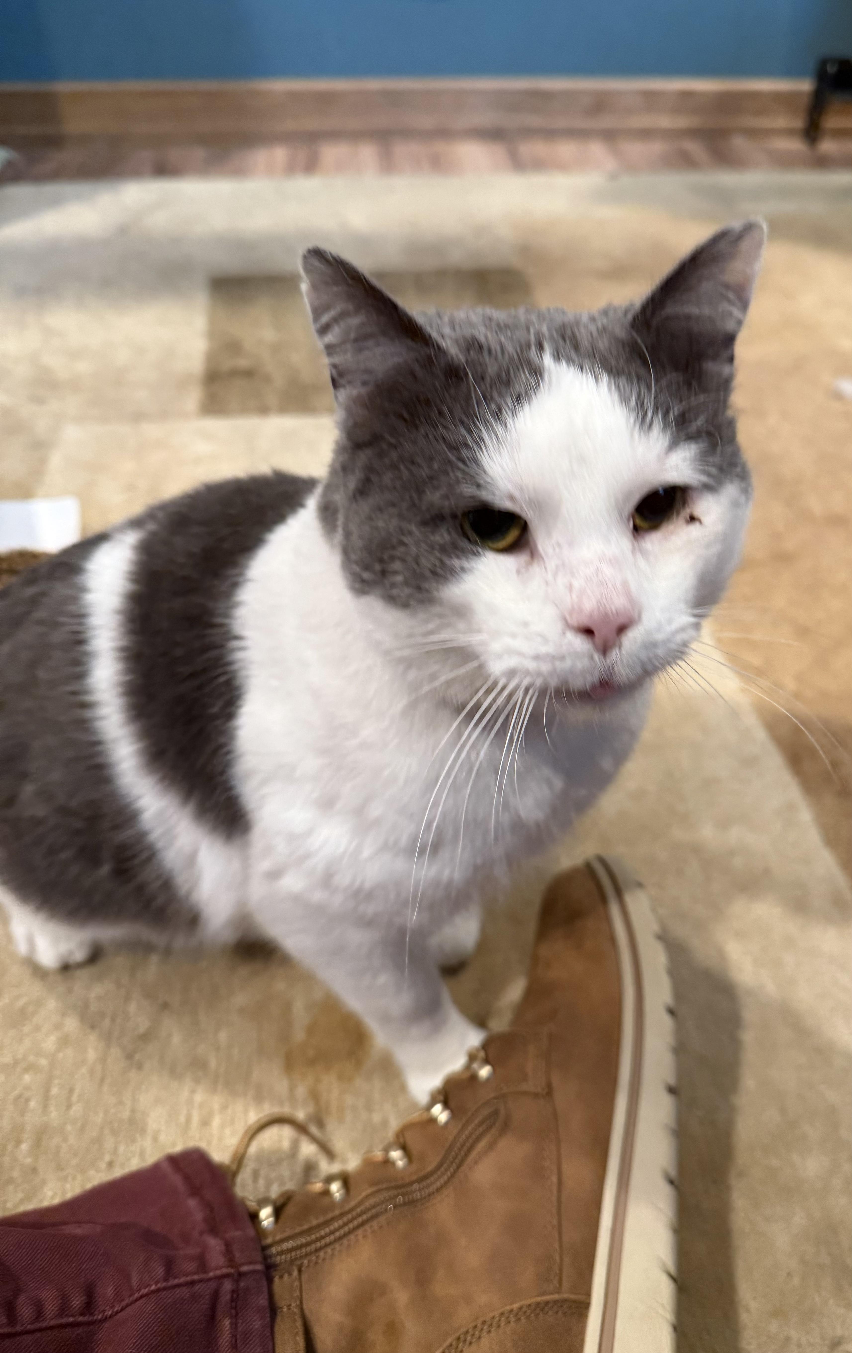 An adult large-sized male Gray & White Domestic Short Hair cat named Yeti for adoption in Cincinnati, OH