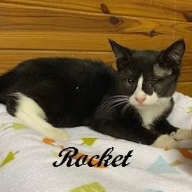A baby medium-sized male Black & White / Tuxedo Tuxedo cat named Rocket brave little for adoption in Southern Pines, NC