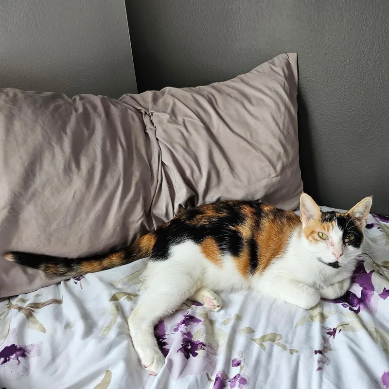 An adult large-sized female Calico cat named Renee for adoption in Burlington, WA